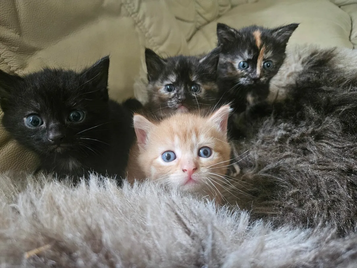Kittens - Image 1