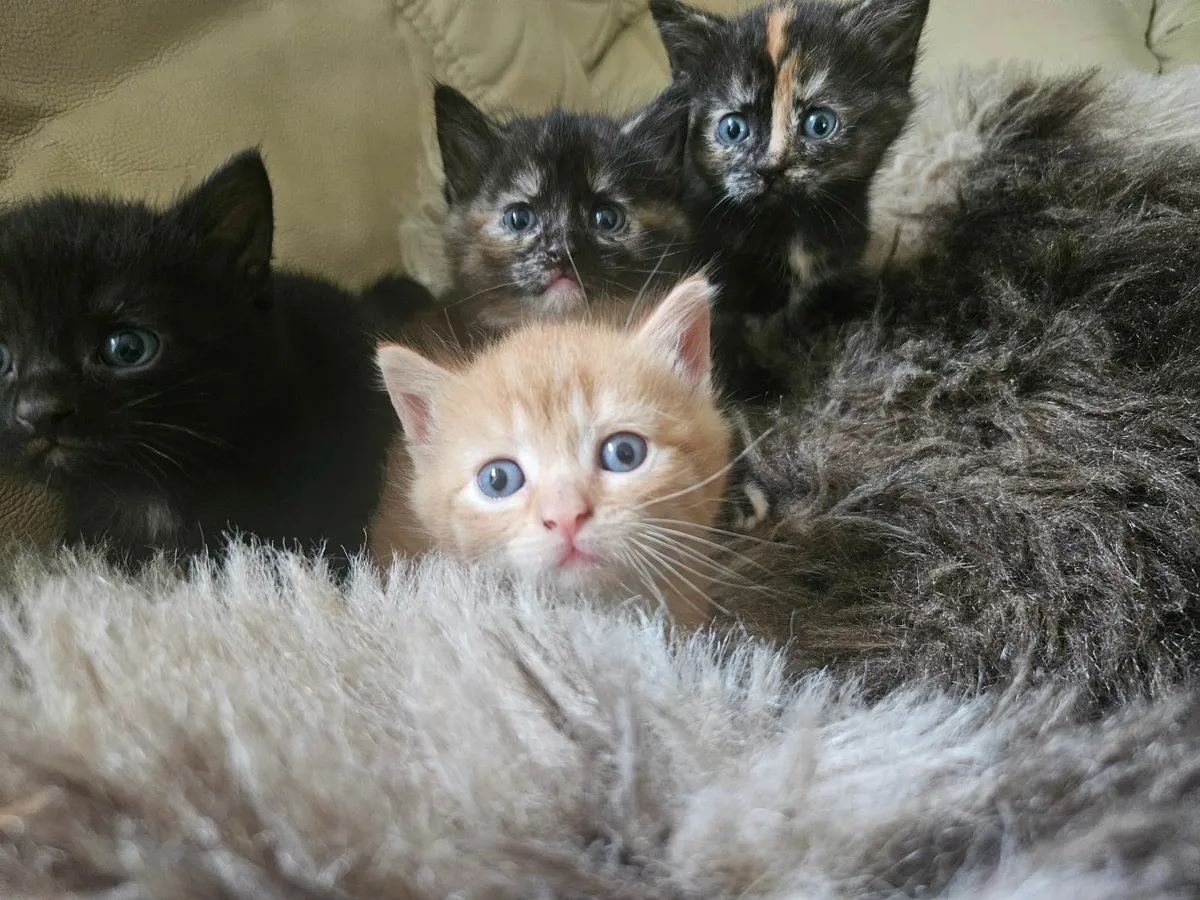 Kittens - Image 2