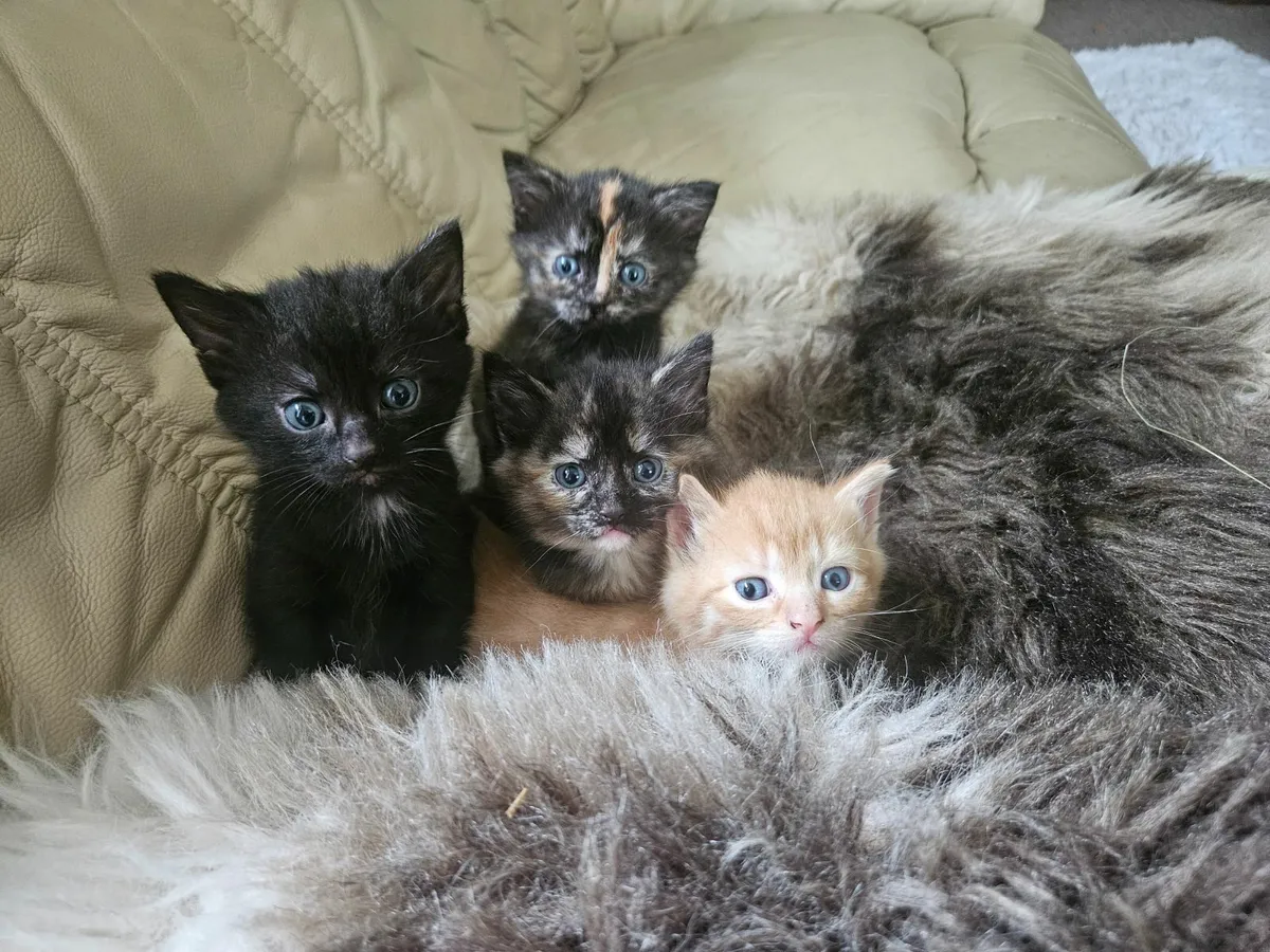 Kittens - Image 3