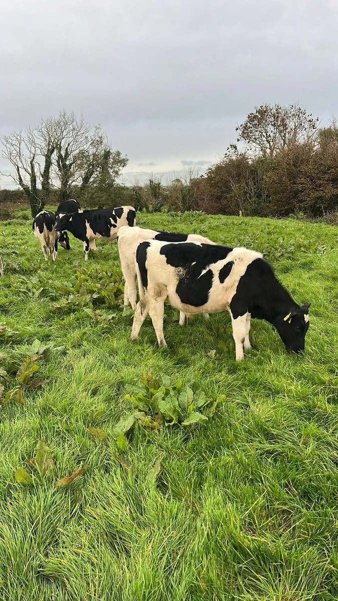 Freisian bull calves - Image 1