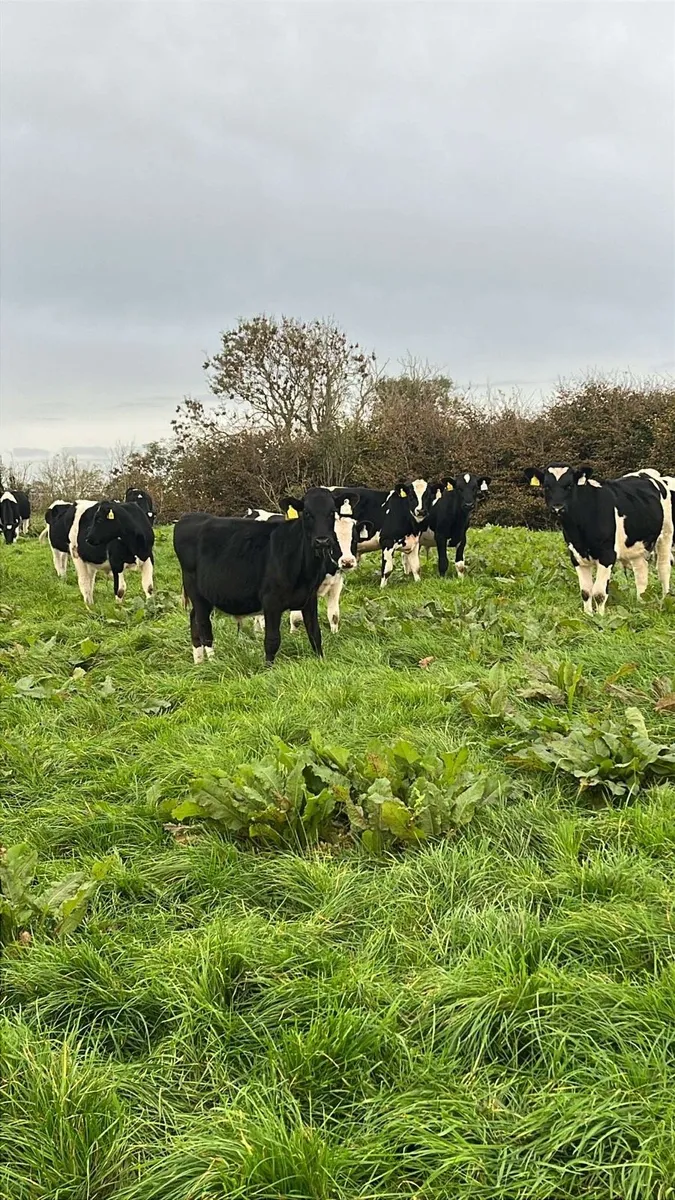 Freisian bull calves - Image 3