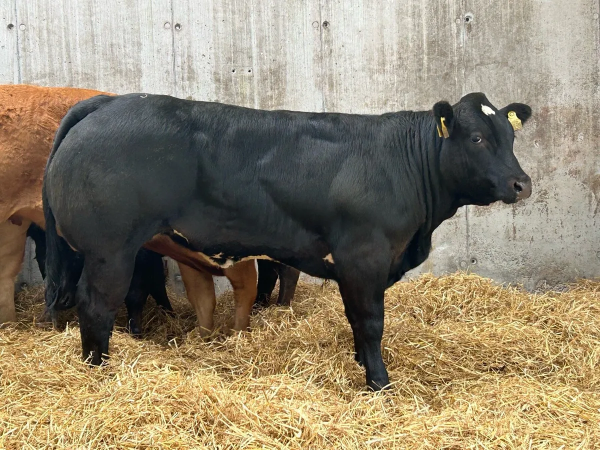 Serious E Grade Heifer - Image 1