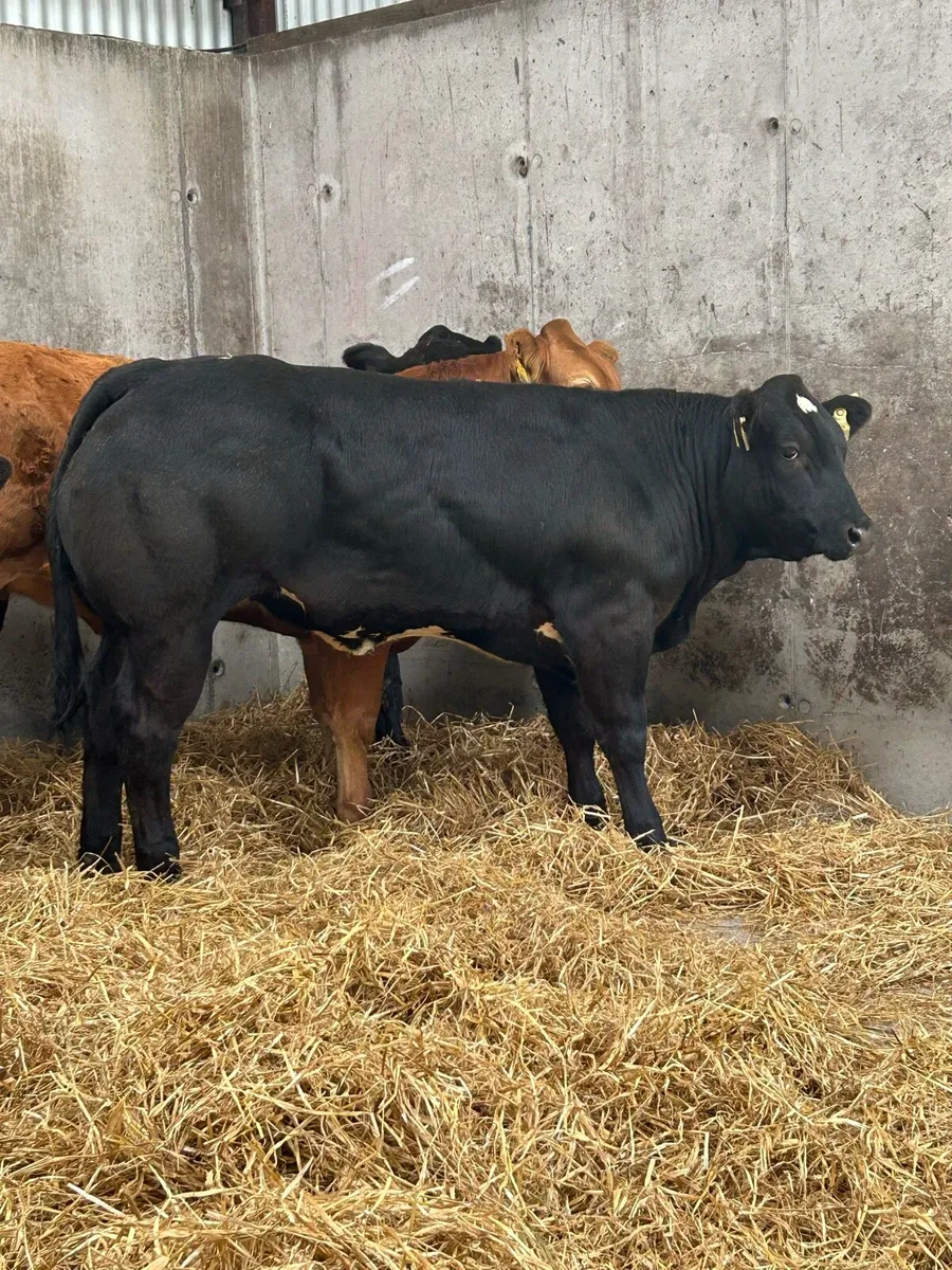 Serious E Grade Heifer - Image 2