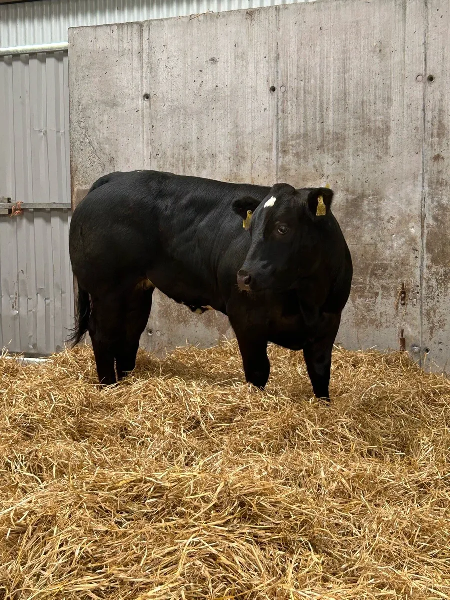 Serious E Grade Heifer - Image 3