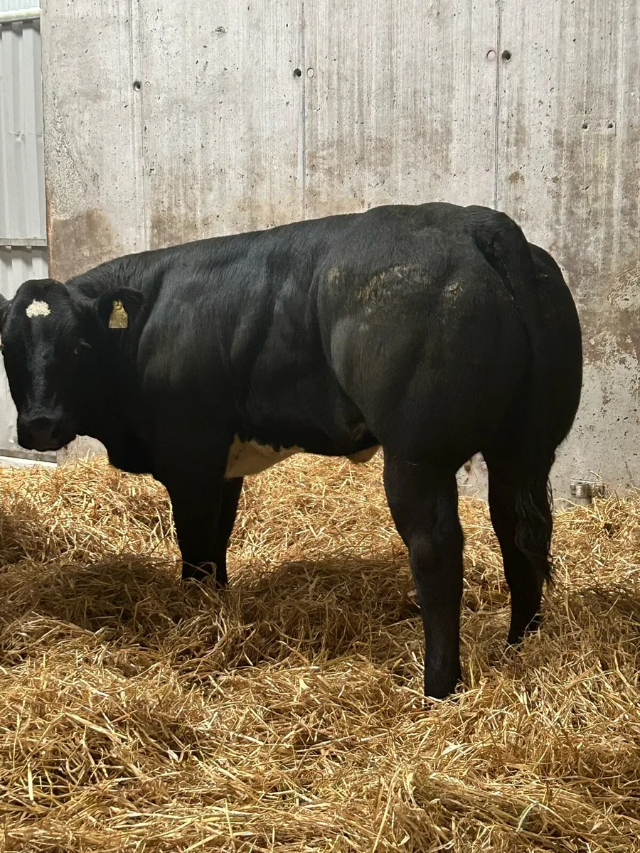3 Lovely Breeding Heifers - Image 3