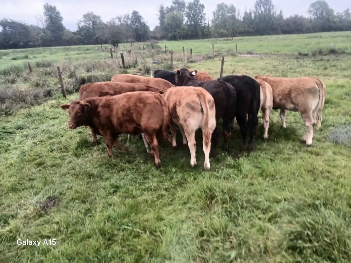 Heifers - Image 2