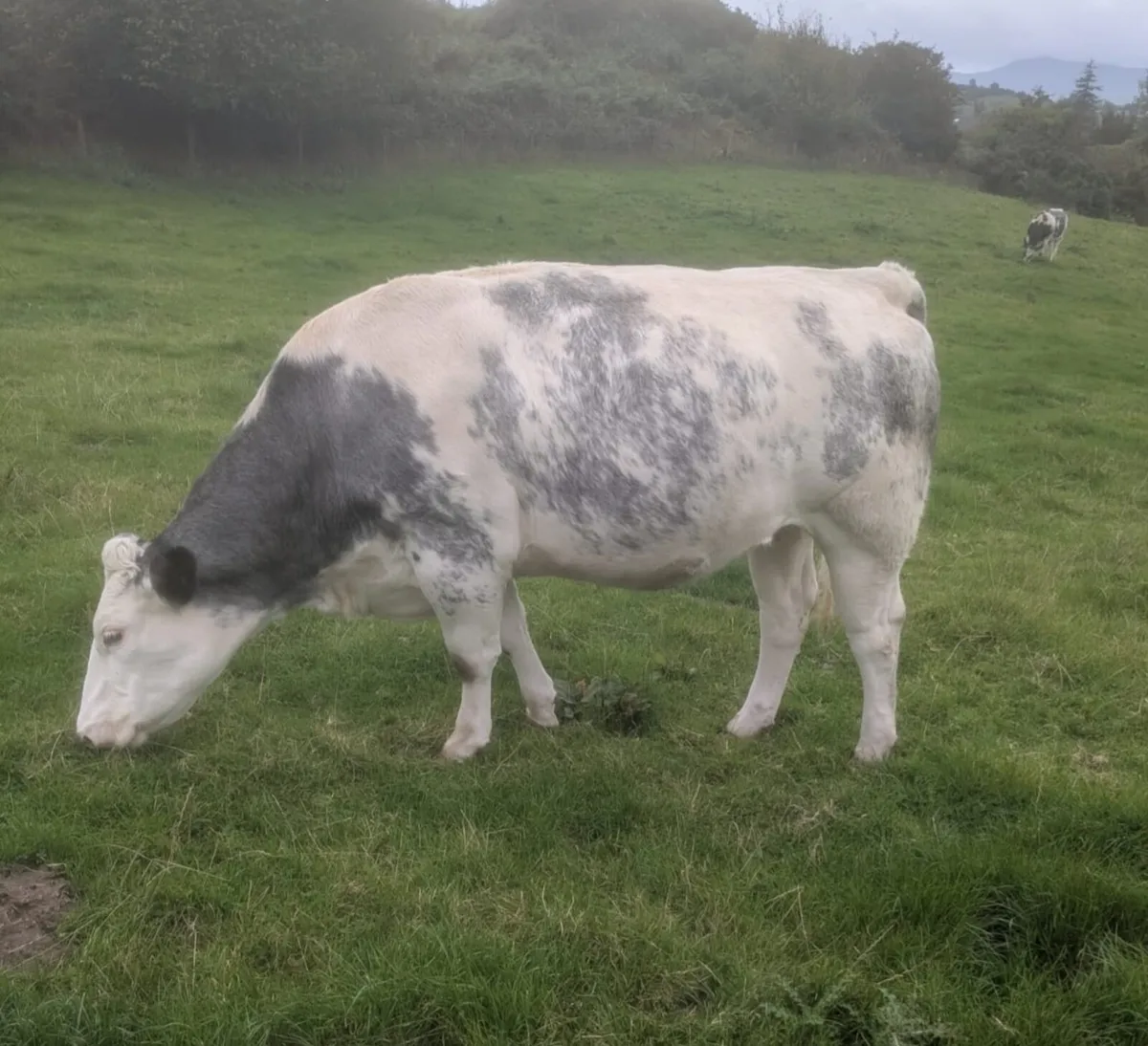 In-calf BB cross heifers - Image 1