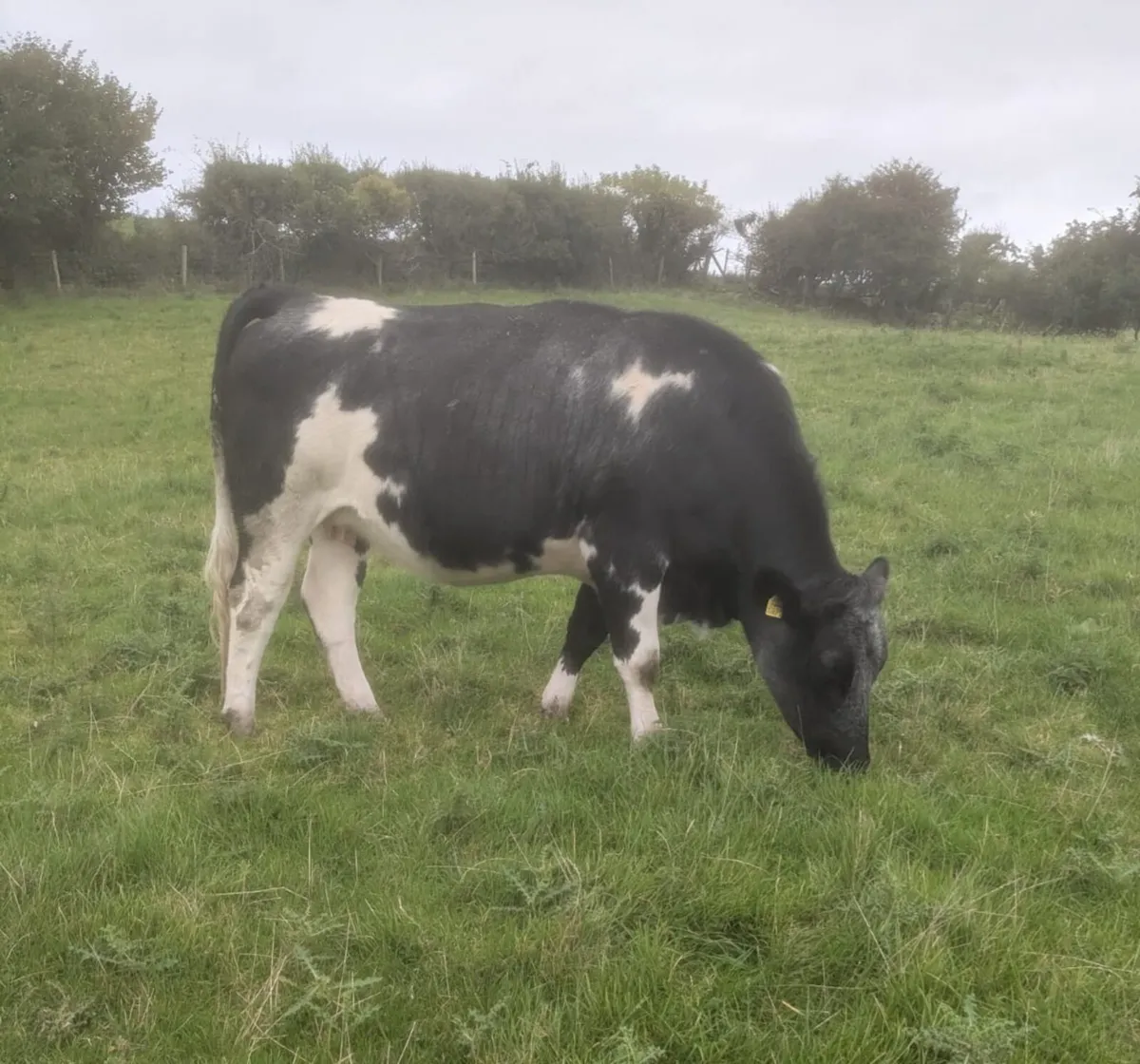 In-calf BB cross heifers - Image 2