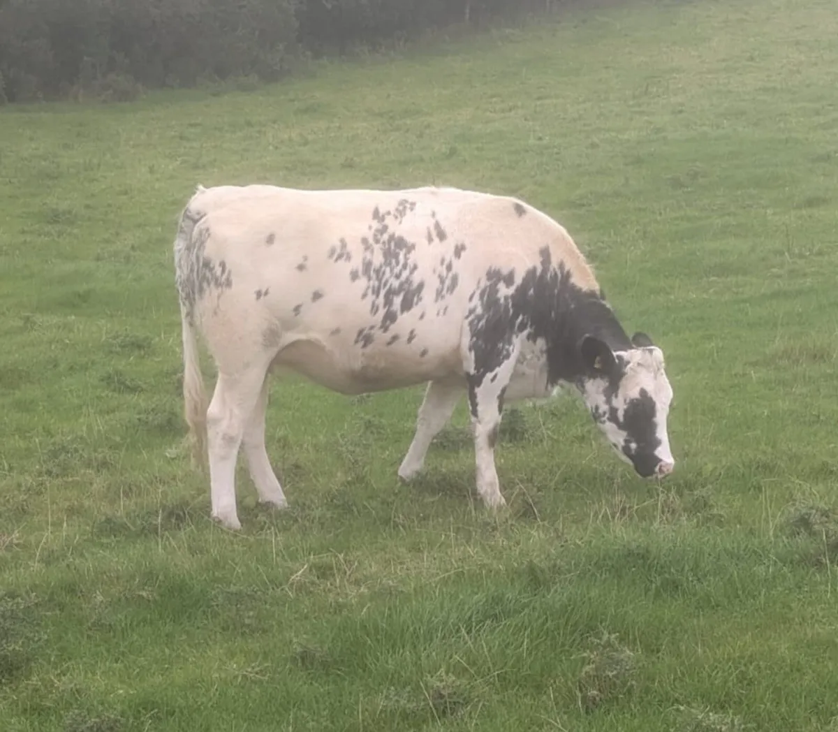 In-calf BB cross heifers - Image 3