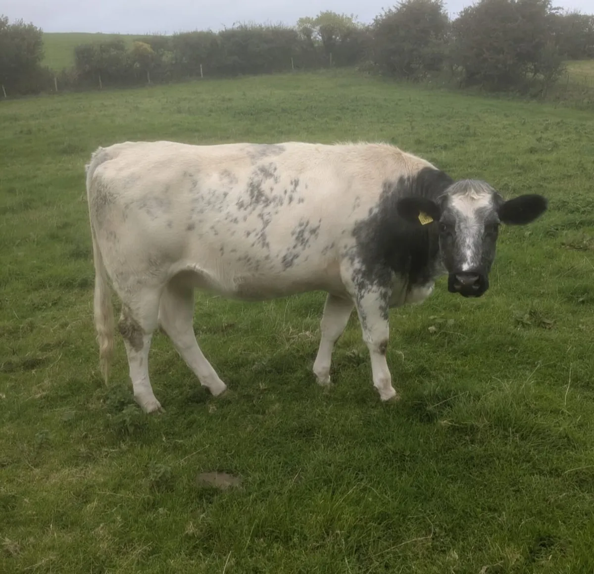 In-calf BB cross heifers - Image 4