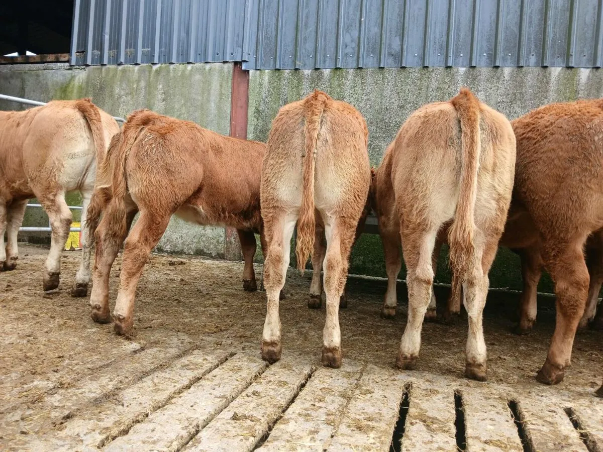 10 Outstanding Limousine Heifers - Image 2