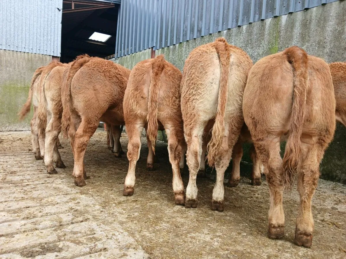 10 Outstanding Limousine Heifers - Image 3