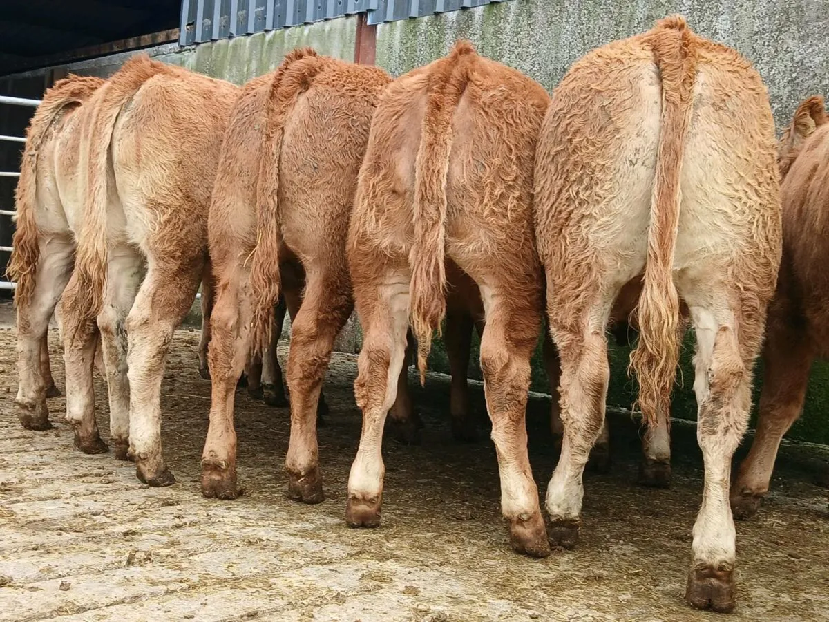 10 Outstanding Limousine Heifers - Image 4
