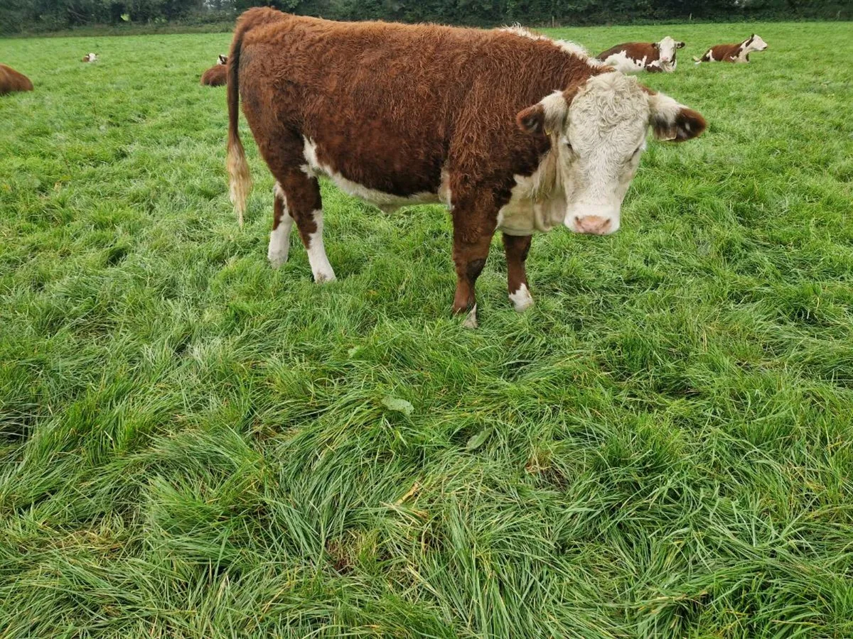 Pedigree Registered Hereford Heifers - Image 1
