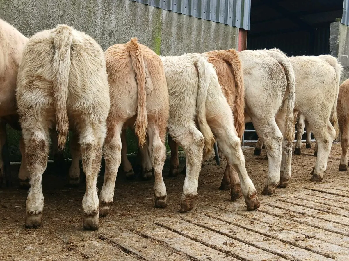20 Smashing Charollais Heifers - Image 1