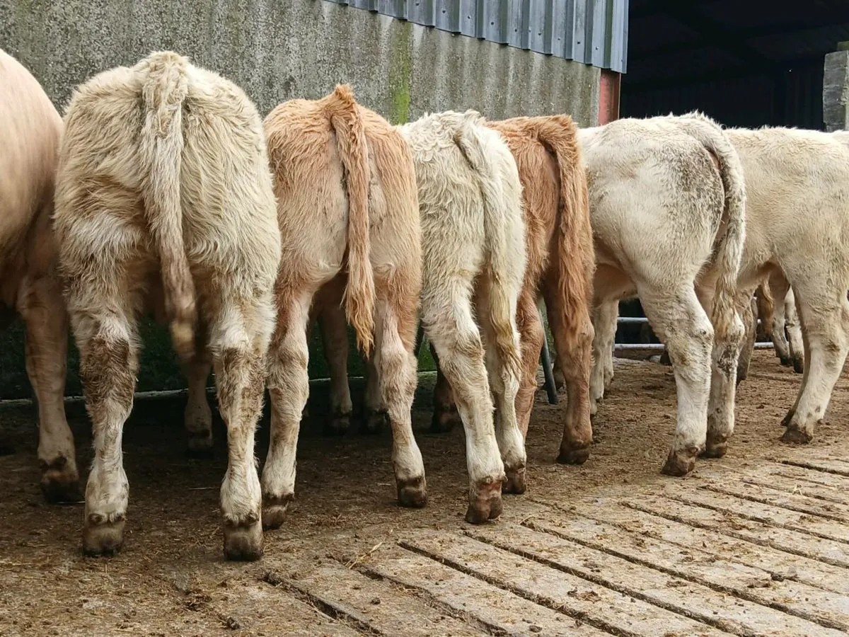 20 Smashing Charollais Heifers - Image 2