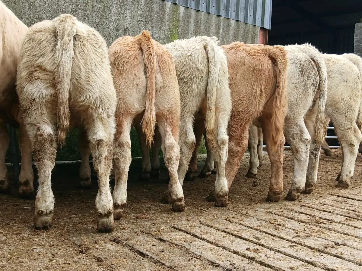 20 Smashing Charollais Heifers - Image 3