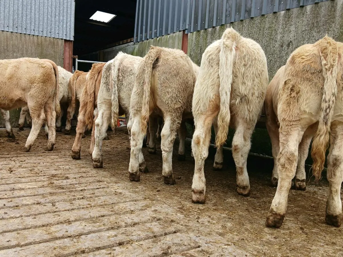 20 Smashing Charollais Heifers - Image 4