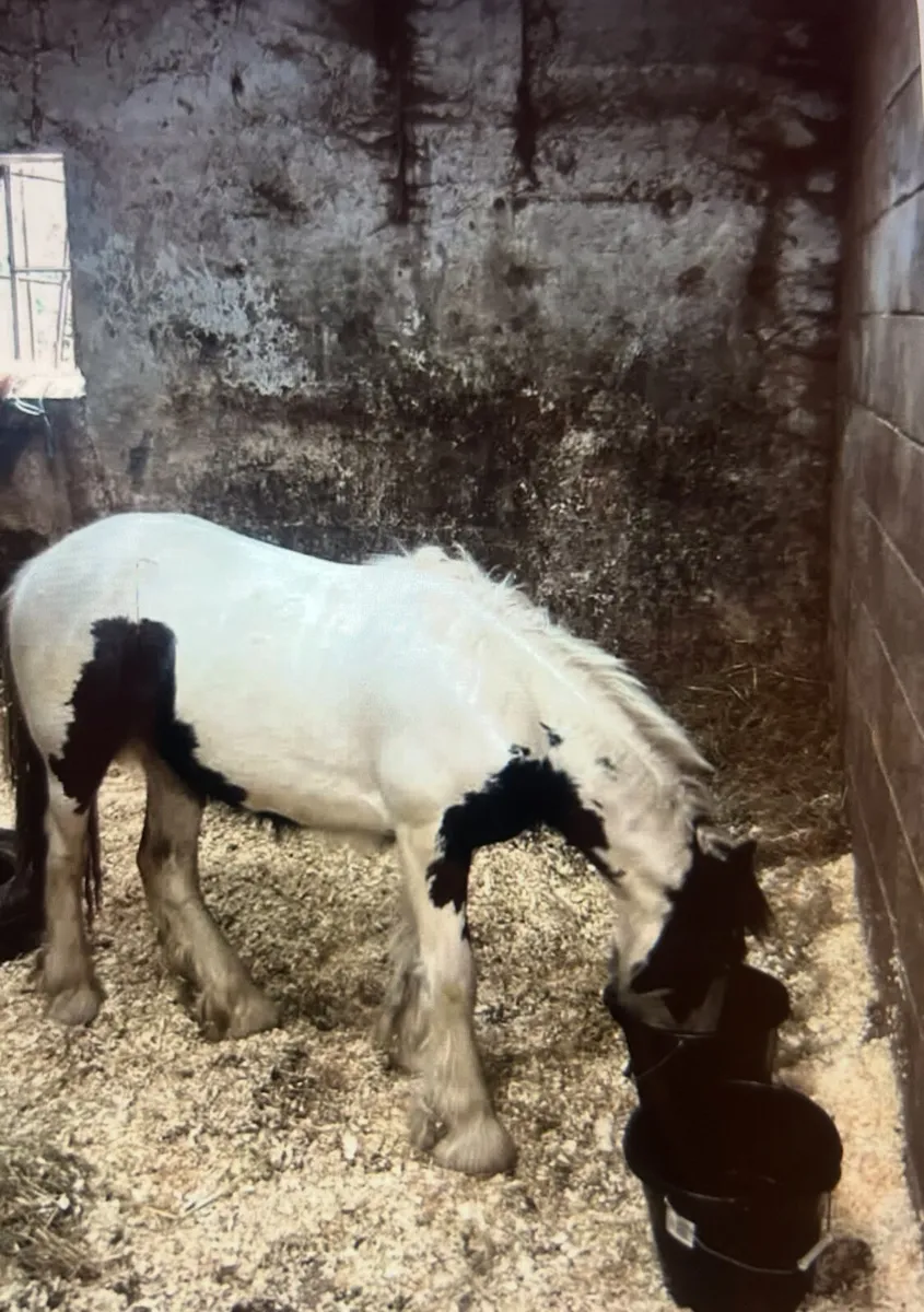 Black and white Colt - Image 1