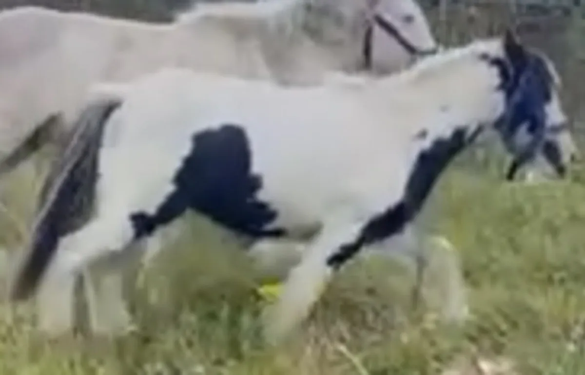 Black and white Colt - Image 2