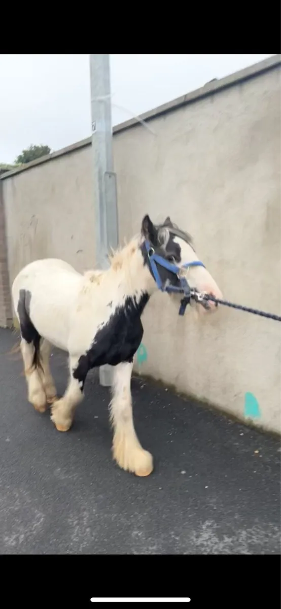 Black and white Colt - Image 4
