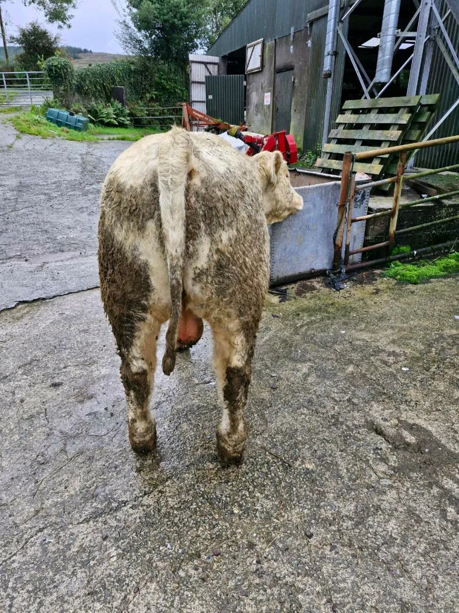 Charolais Bulls  Easy Calving - Image 1
