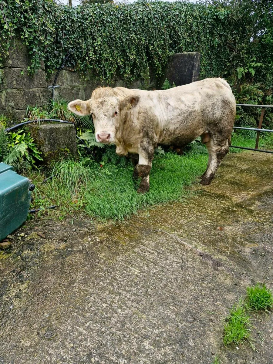 Charolais Bulls  Easy Calving - Image 2