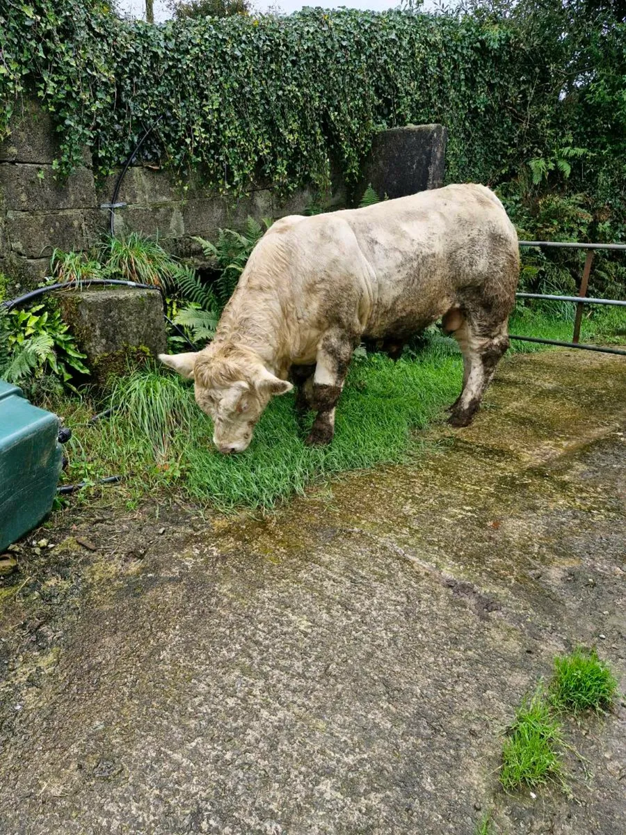 Charolais Bulls  Easy Calving - Image 3