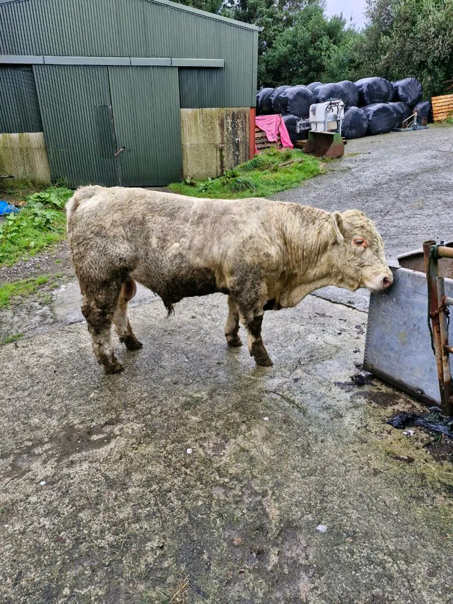 Charolais Bulls  Easy Calving - Image 4