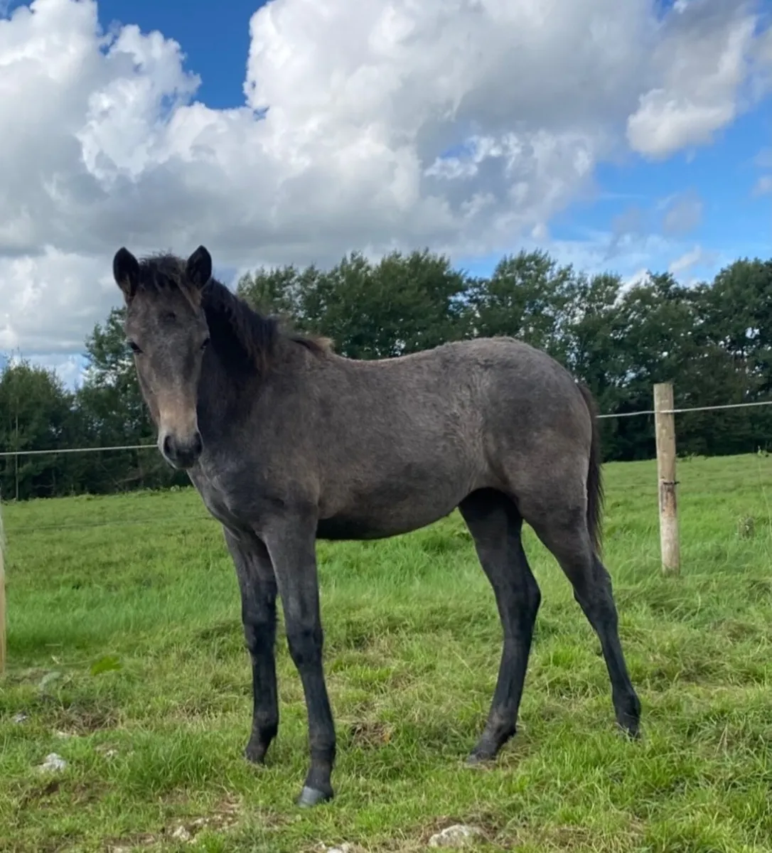 Selection of fully reg Connemara foals - Image 2