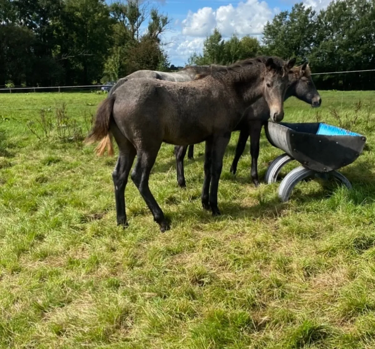Selection of fully reg Connemara foals - Image 3