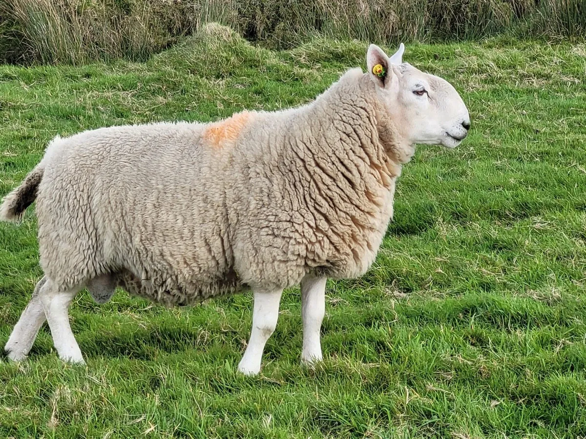 2 North county hoggets and Mayo blackface horny - Image 1