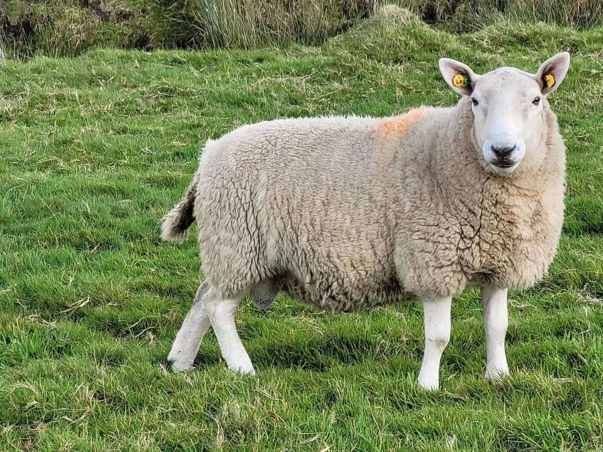 2 North county hoggets and Mayo blackface horny - Image 2