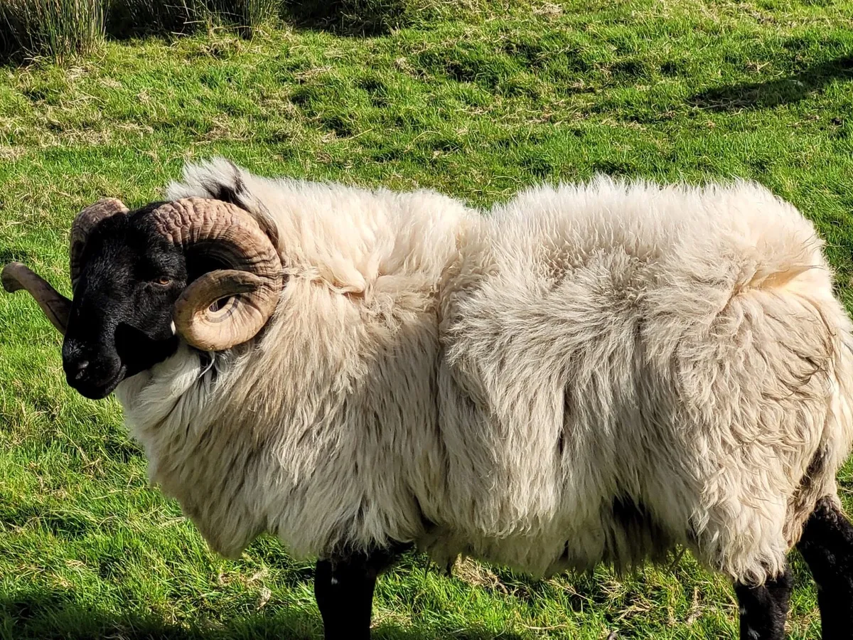 2 North county hoggets and Mayo blackface horny - Image 3