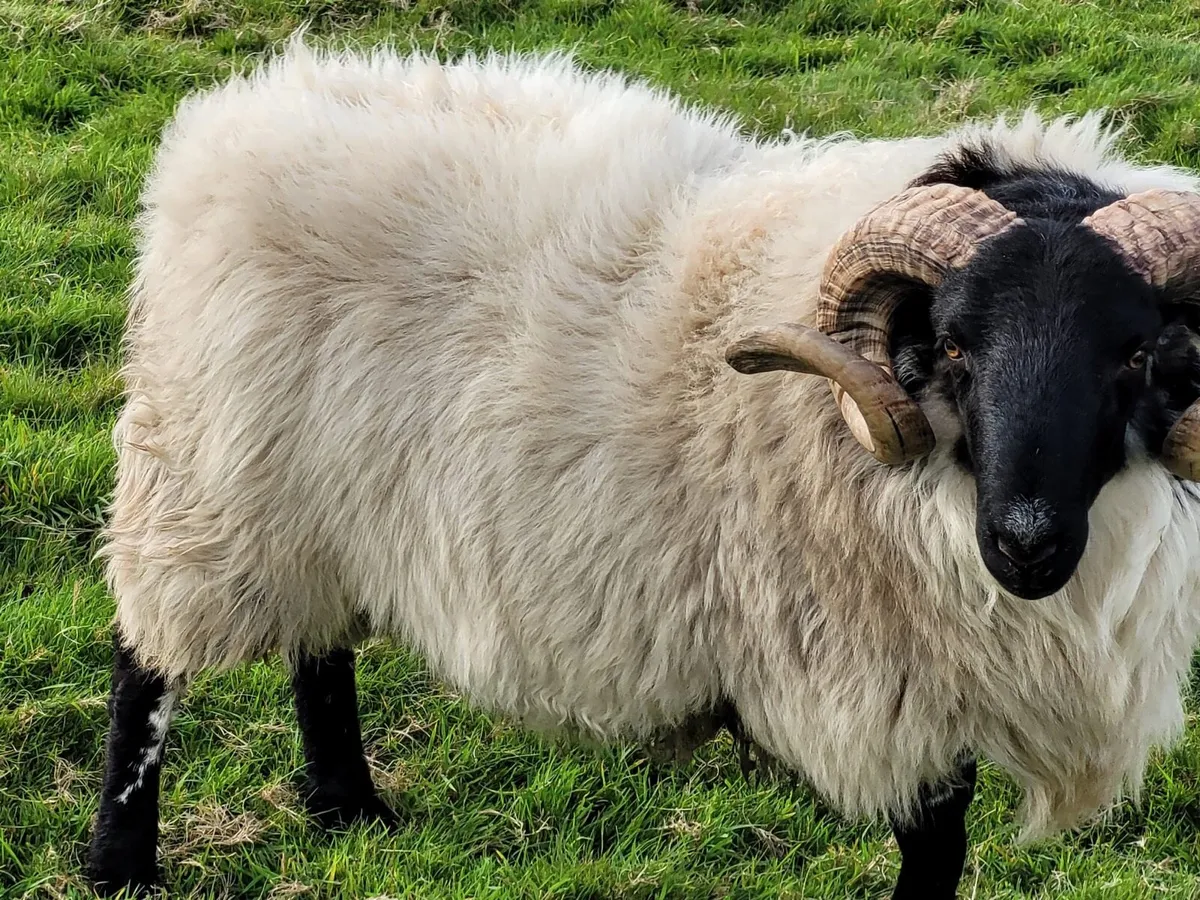 2 North county hoggets and Mayo blackface horny - Image 4