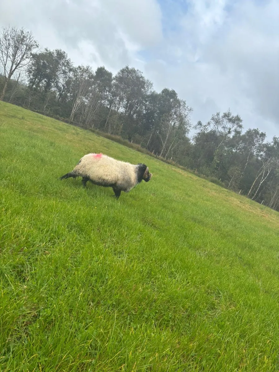 Black Face Ram - Image 1
