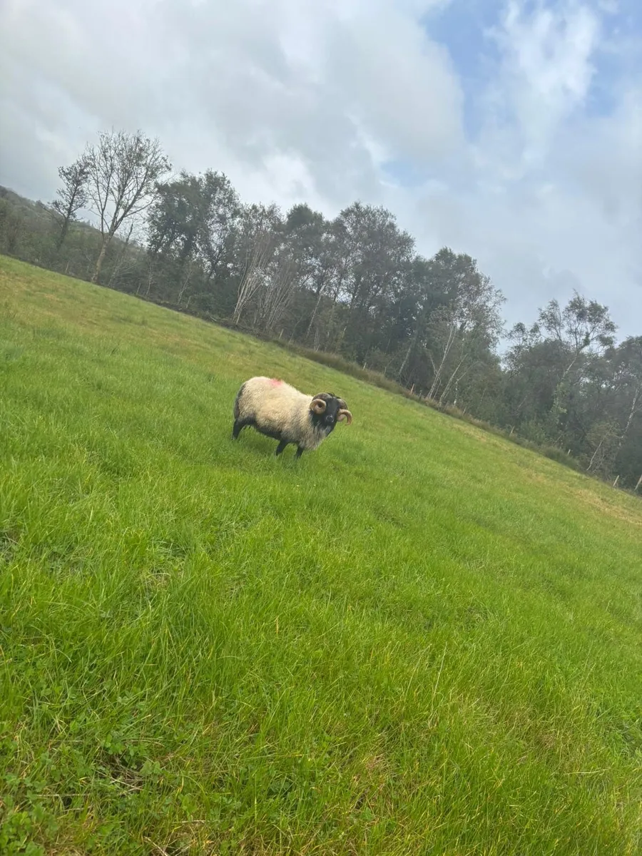 Black Face Ram - Image 2