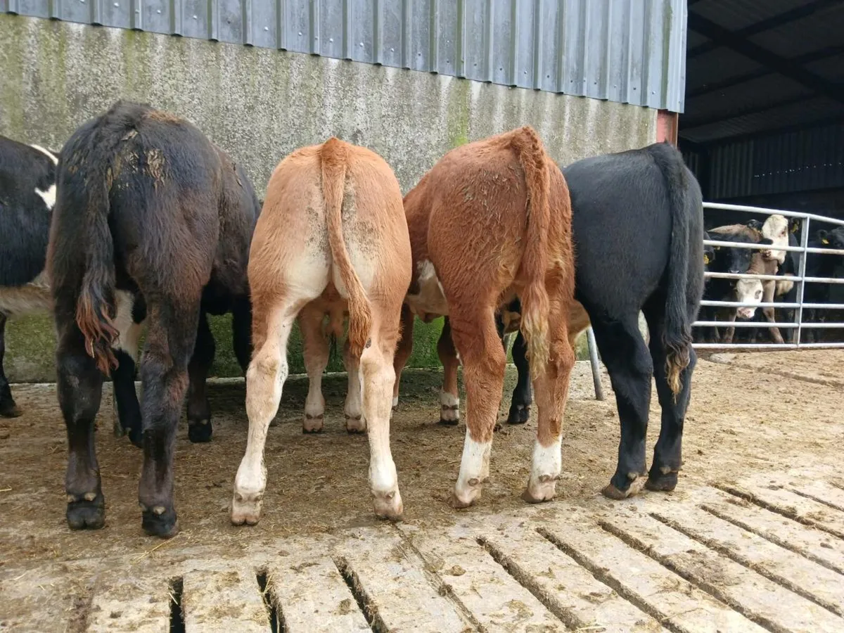 8 Super Bull Weanlings - Image 1