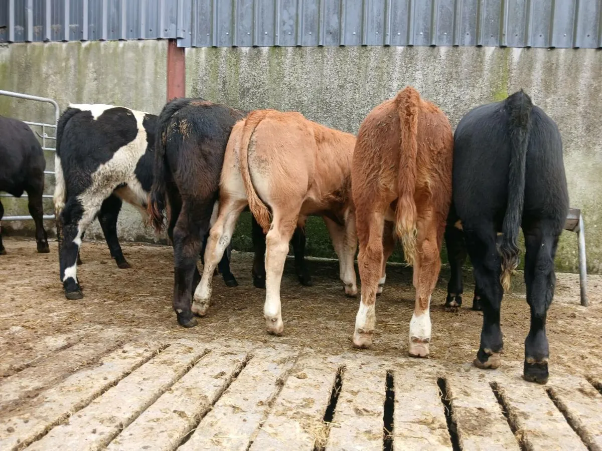 8 Super Bull Weanlings - Image 2