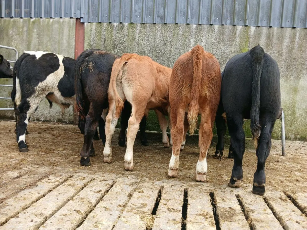 8 Super Bull Weanlings - Image 3