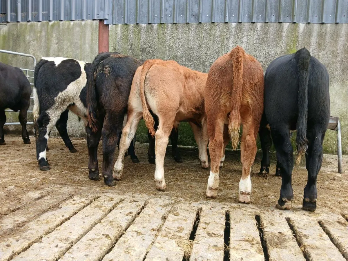 8 Super Bull Weanlings - Image 4