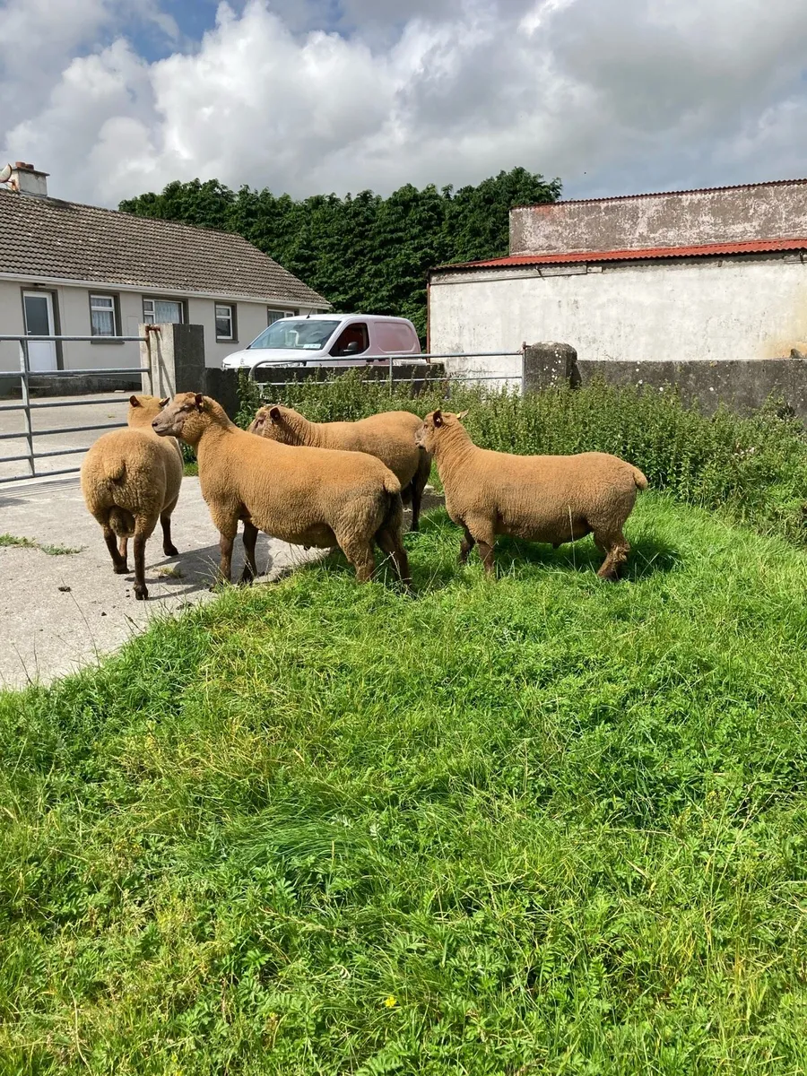 Pedigree registered hogget rams - Image 2