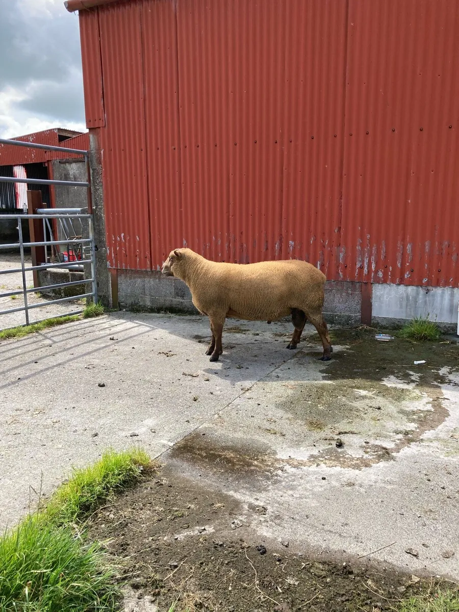Pedigree registered hogget rams - Image 3