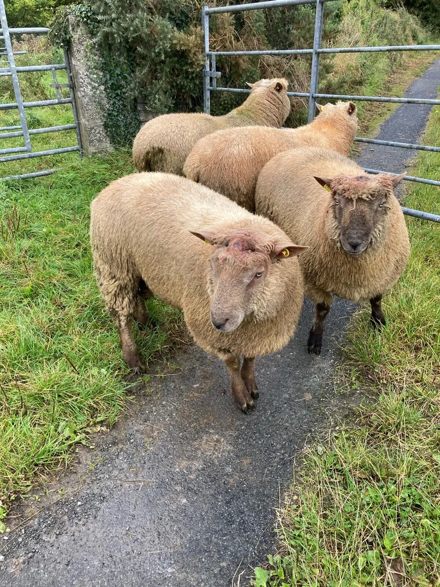 Pedigree registered hogget rams - Image 4