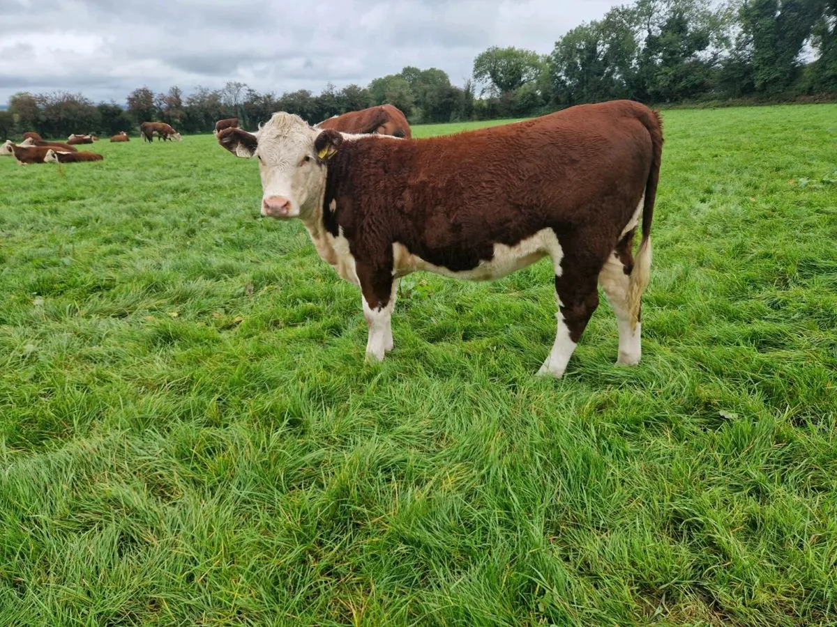 Pedigree Registered Hereford Heifers - Image 2