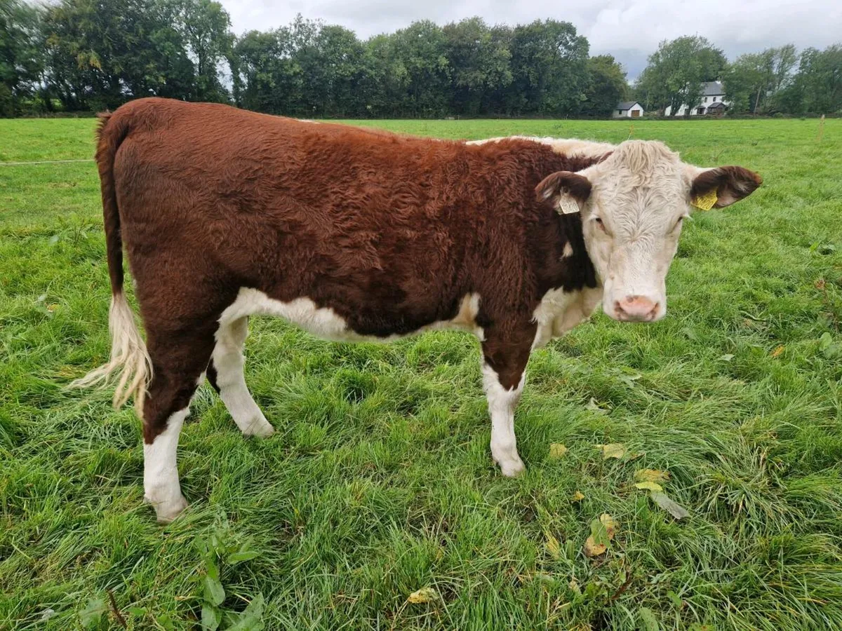 Pedigree Registered Hereford Heifers - Image 3
