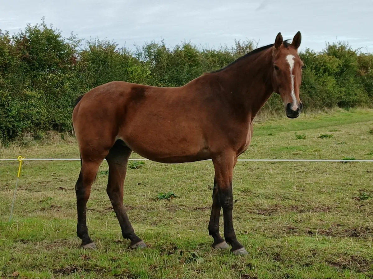 Broodmare infoal for 2026 - Image 1