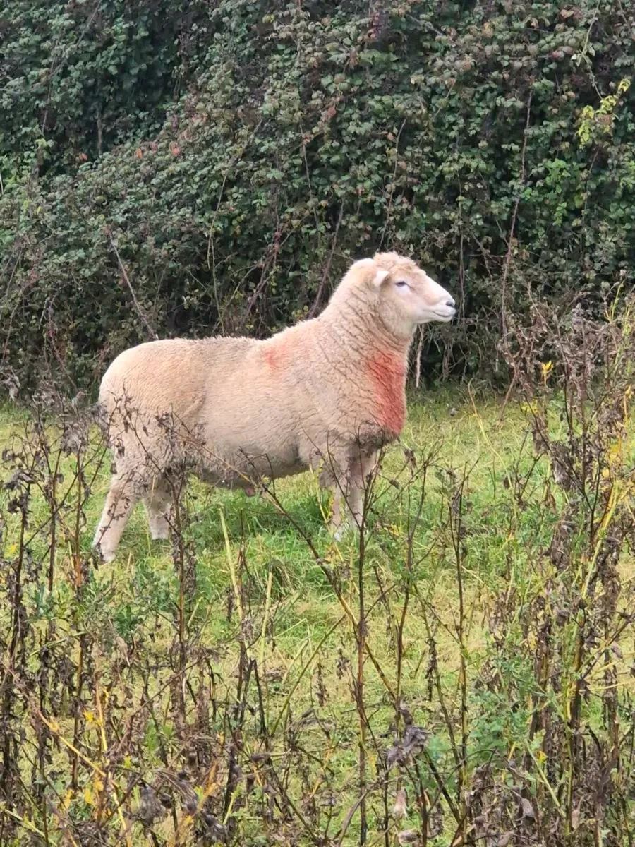 Romney Ram - Image 1