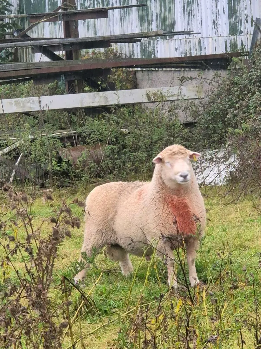 Romney Ram - Image 2