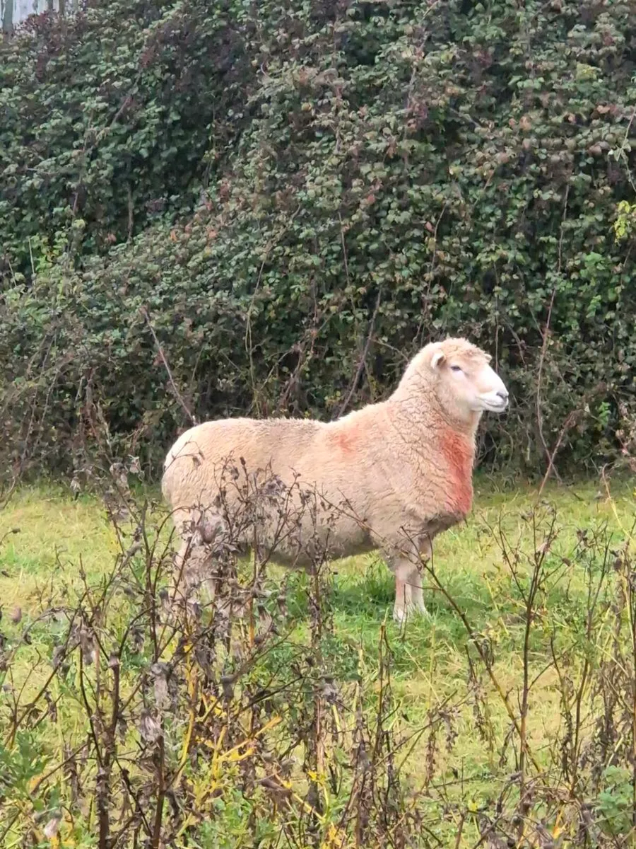 Romney Ram - Image 3